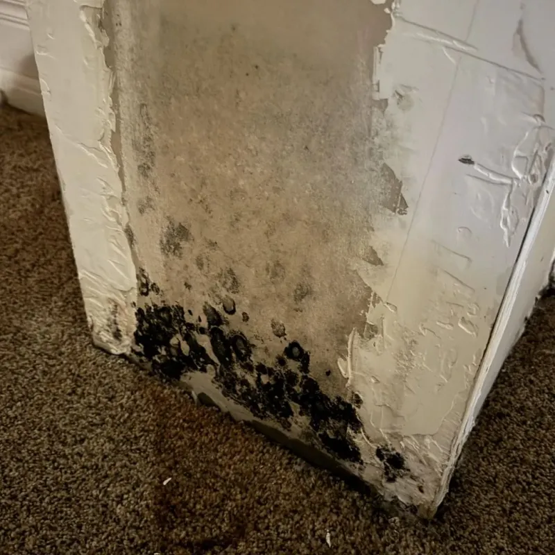 Professional Mold Removal in Homewood, AL
